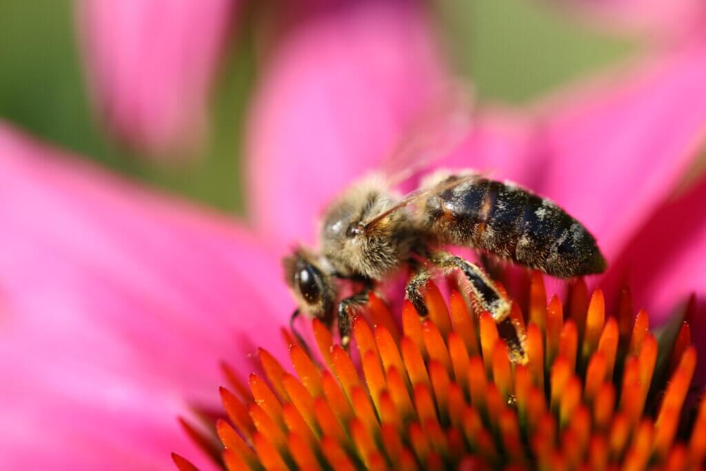 Bienenfreundliche Pflanzen Biene auf Blume