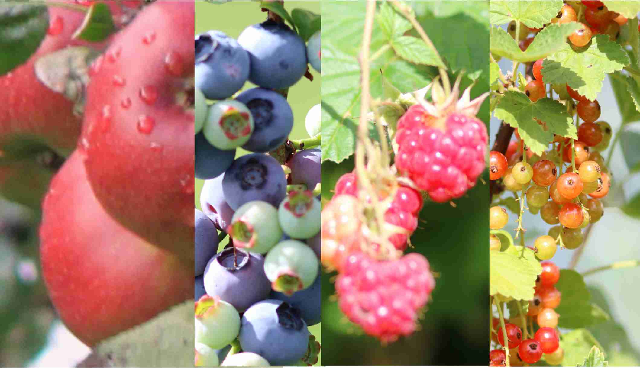 Verschiedene Obstgehölze und Beerensträucher